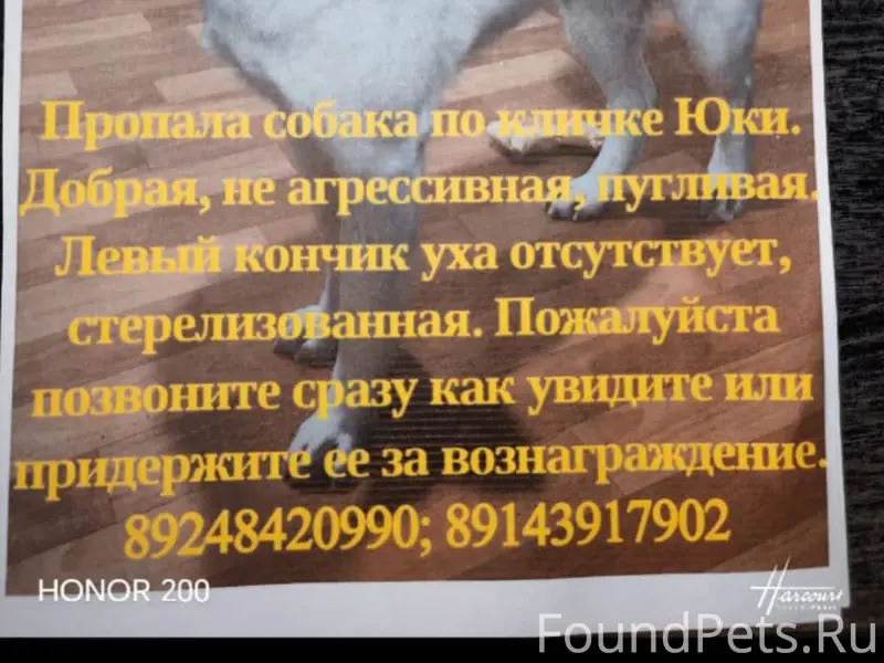 Оффтоп Пропала собака Сообщите...