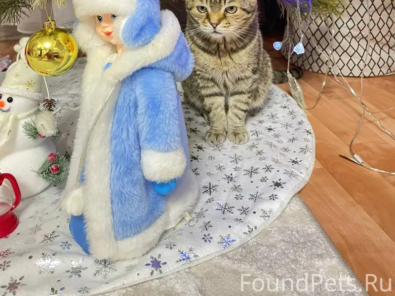 Пропал кот в районе центра,где...