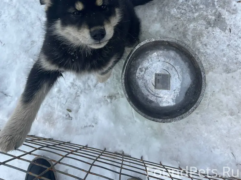 Потерялся щенок, район машзаво...