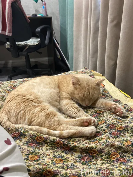 Пропал кот в районе пятковки, ...