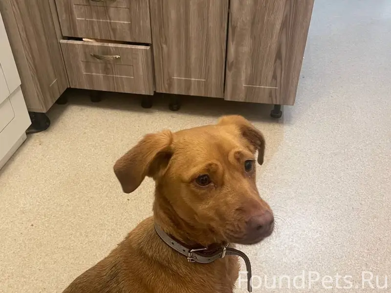 Найдена собака на остановке Пн...