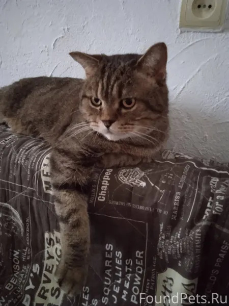 Найден кот в районе улицы Восс...