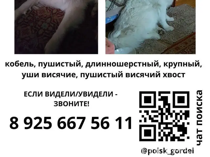 #потеряшки_собаки_пв Пропала с...