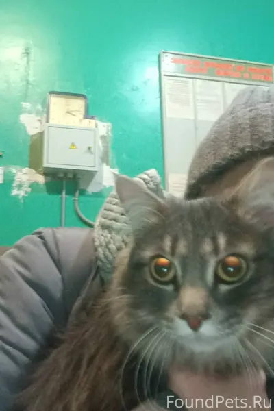 Найден Мейн-кун котёнок, мальч...