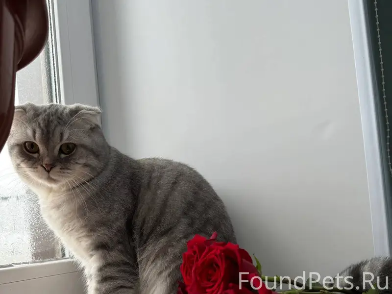 Пропал кот, откликается на кли...