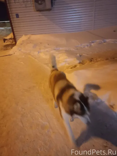 Чей потеряшка бегает 7а 41, оч...