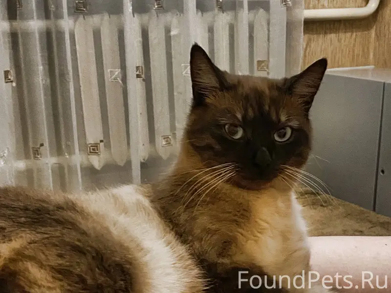 Добрый день! Пропал кот по кли...