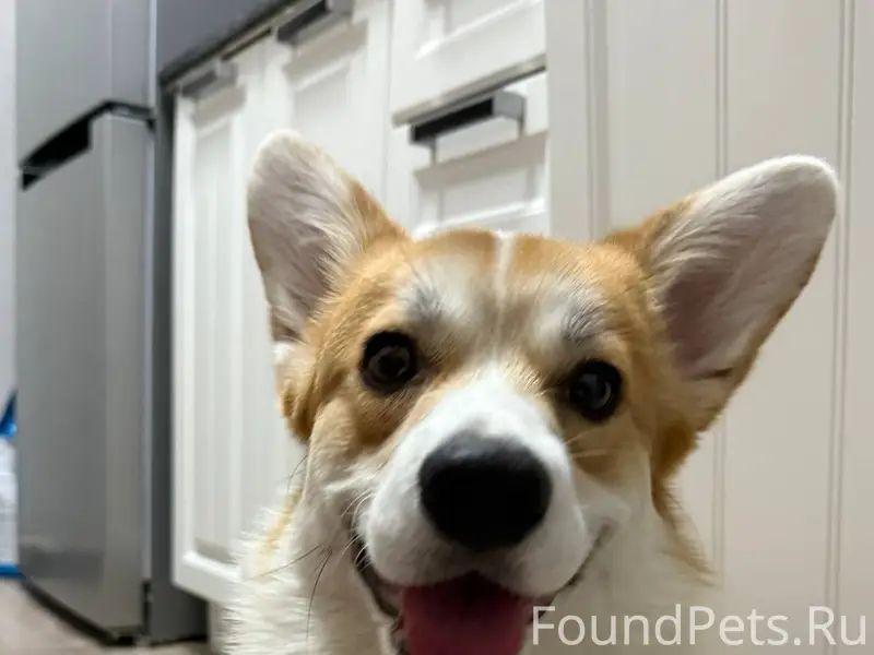 Пропала собака породы корги. Н...