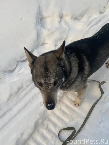 Здравствуйте! Потерялась собак...