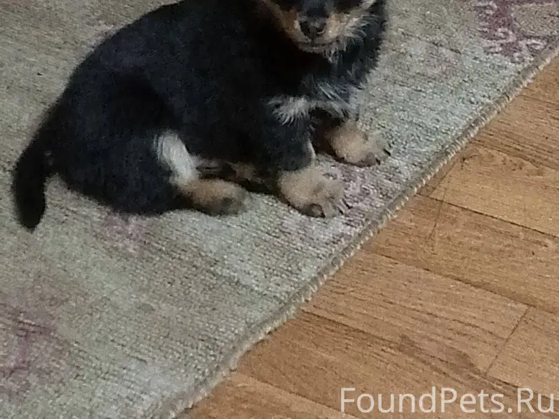 ❗🐕Потерялся щенок Арчи, может ...