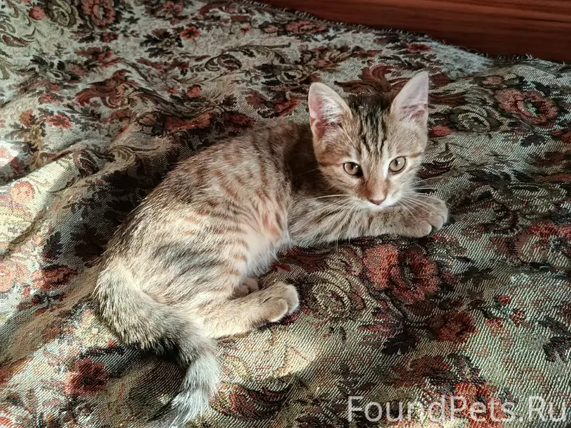 Добрый вечер друзья пропал кот...