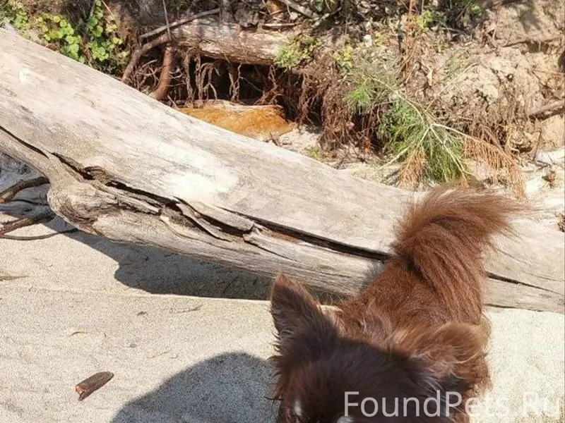 Потерялся пëс в районе Рогачёв...