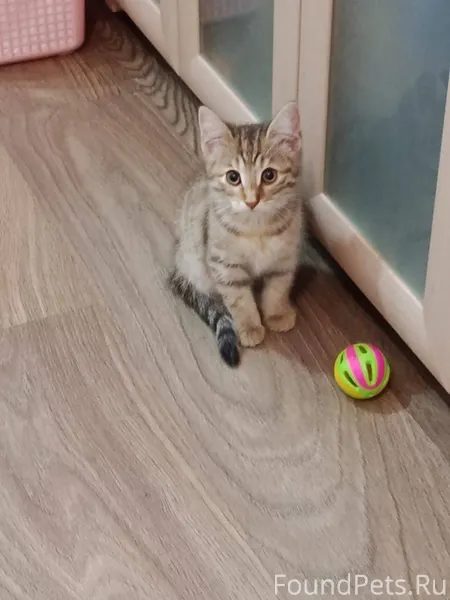 Добрый вечер друзья пропал кот...