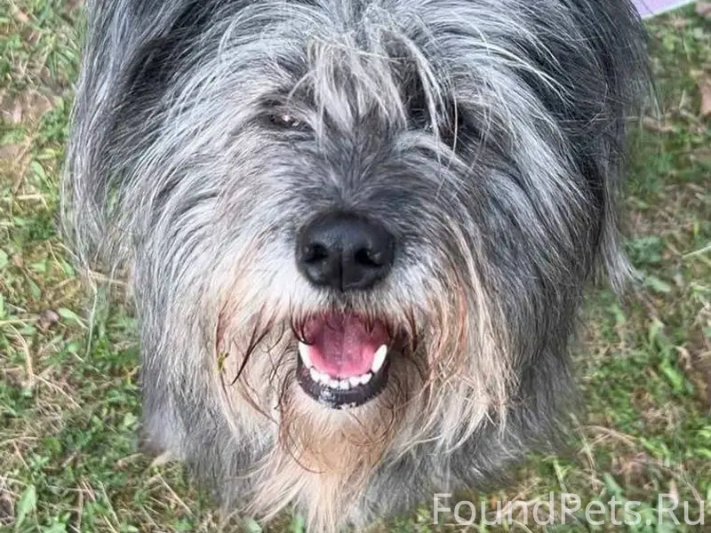 19.04.2025 убежала из приюта.....