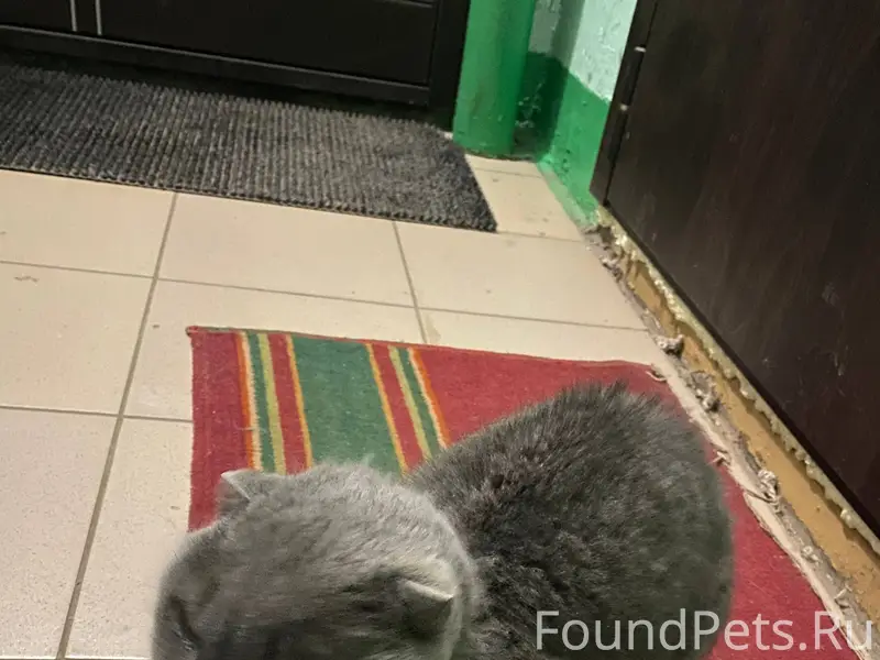 На Еловой найден кот/кошка, вт...