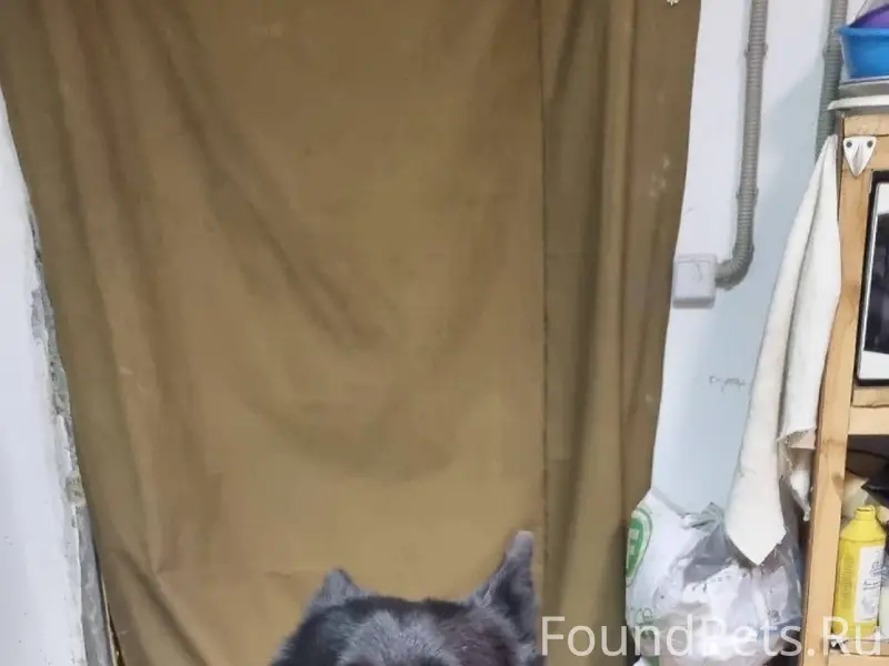 ПРОПАЛА НЕМЕЦКАЯ ОВЧАРКА! Убеж...