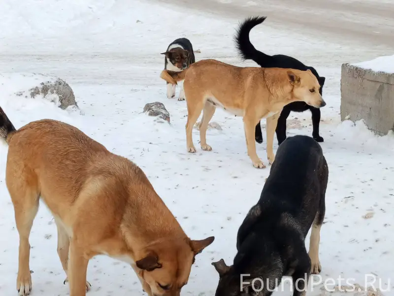 1 января пропали три собаки, в...