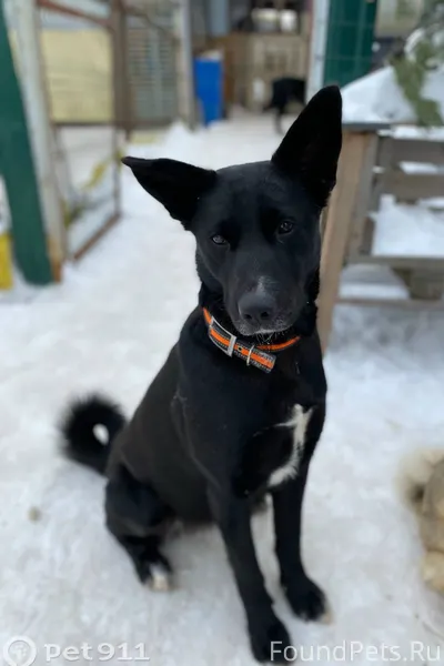 Найдена собака! Пожалуйста, ма...