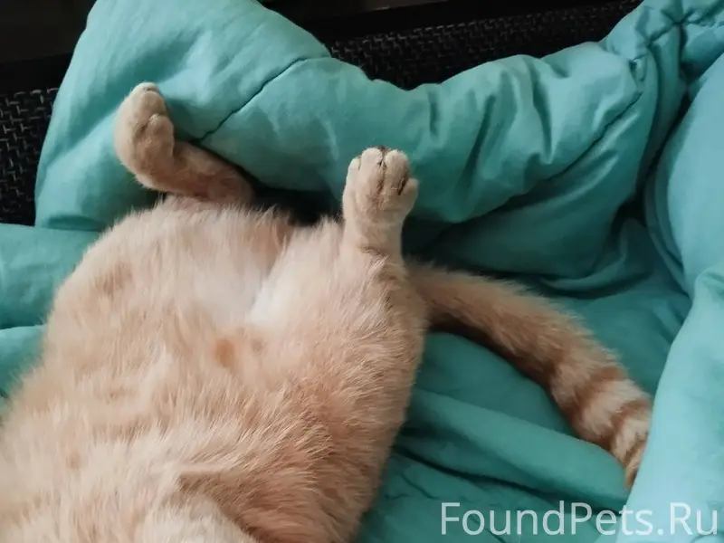 Ждем кота-Персика домой, если ...