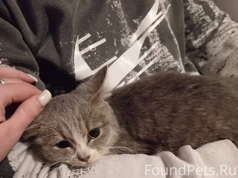 Найдена маленькая кошечка на п...