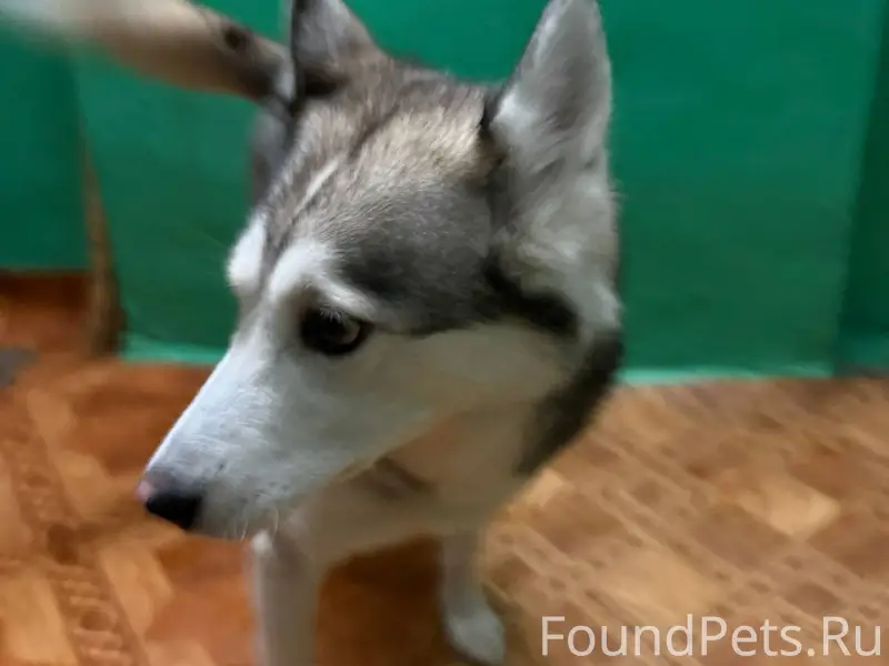 Найдена собака, девочка. СРОЧН...