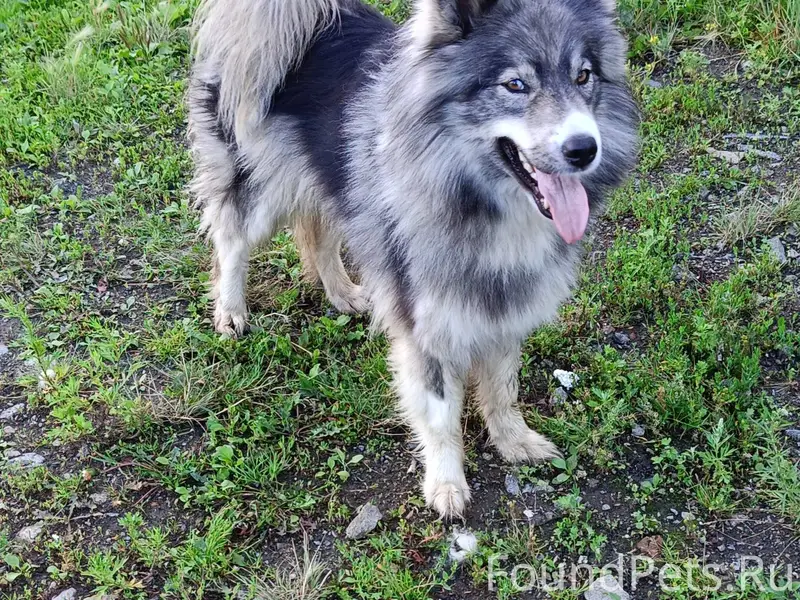 Потерялась собака хаски (аляск...