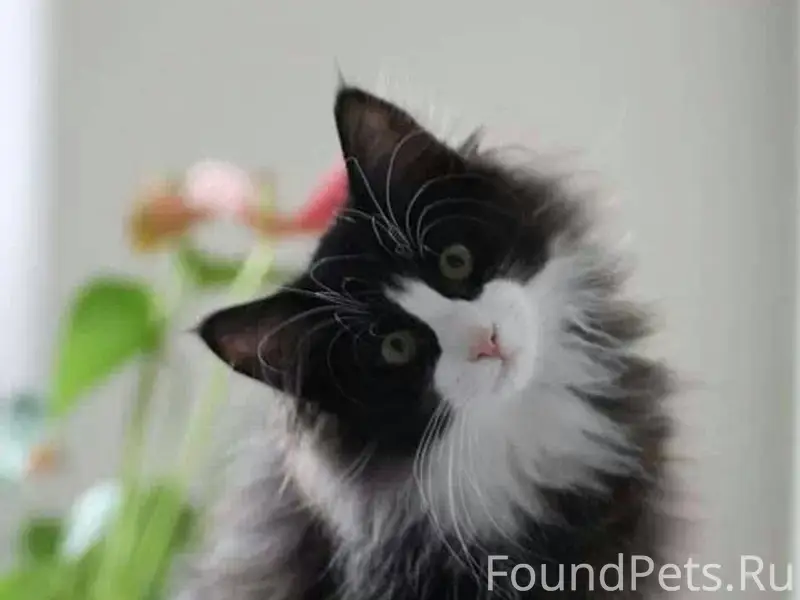 Пропал кот, район верхняя бере...