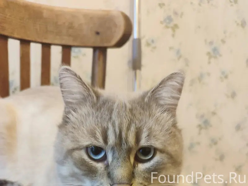 Пропал кот. Может кто то видел...