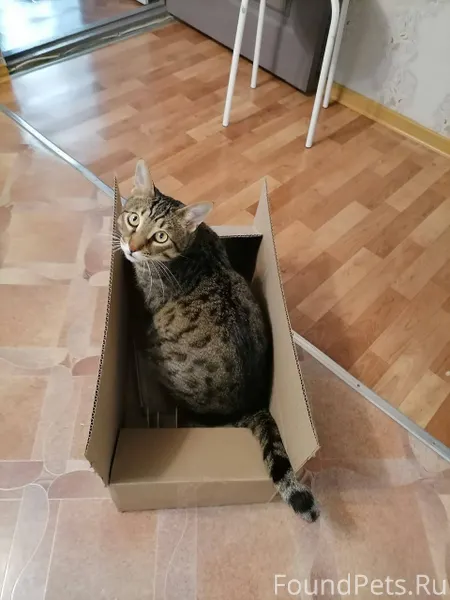 Пропал кот. Крупный, помесь с ...