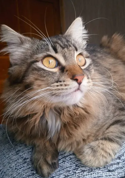 Пропал кот. В районе пятой шко...