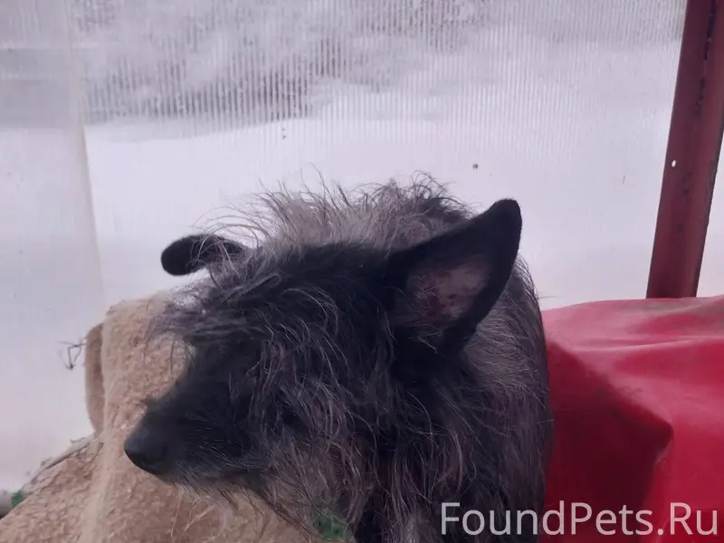 Ищем хозяев! В получасе езды о...