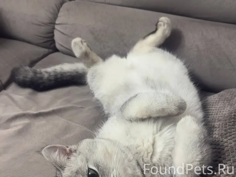 Пропал кот, ушел из дома вечер...