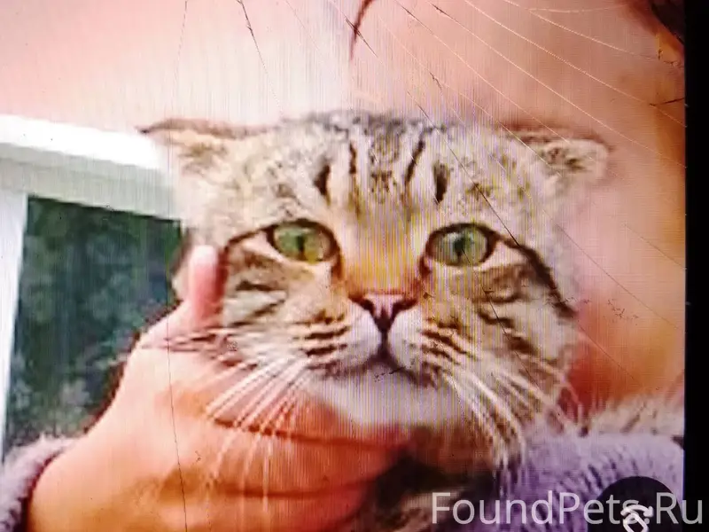 Кот Вася потерялся где то лето...