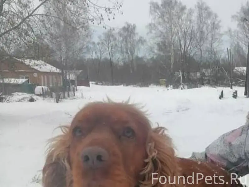 Здравствуйте. Пропала собака, ...