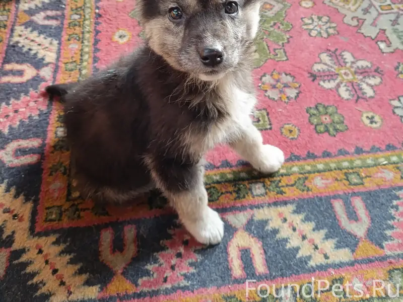 Найдена собака. Бордовичи, щен...