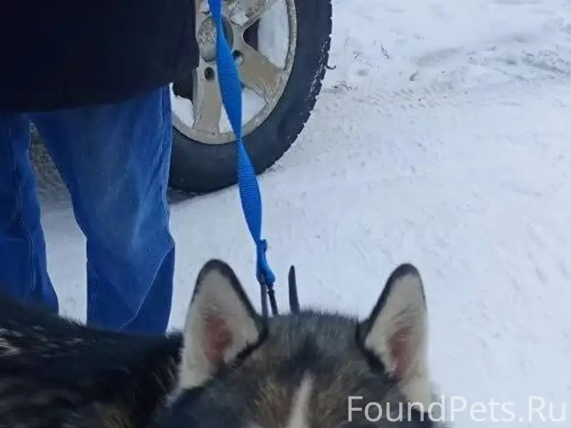 Убежала собака хаски. Может кт...