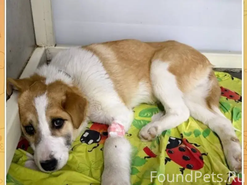 Иркутск! Убежал пес в районе к...