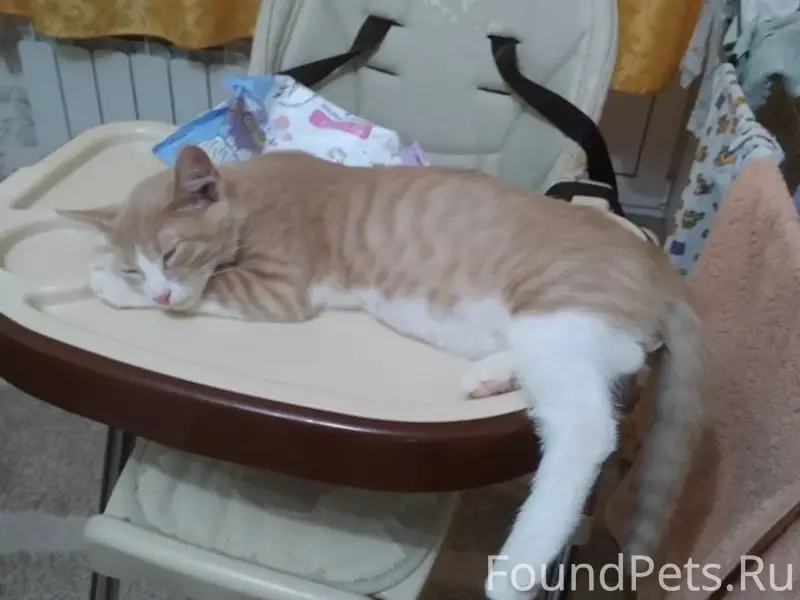 Пропал кот в районе Черёмушек,...