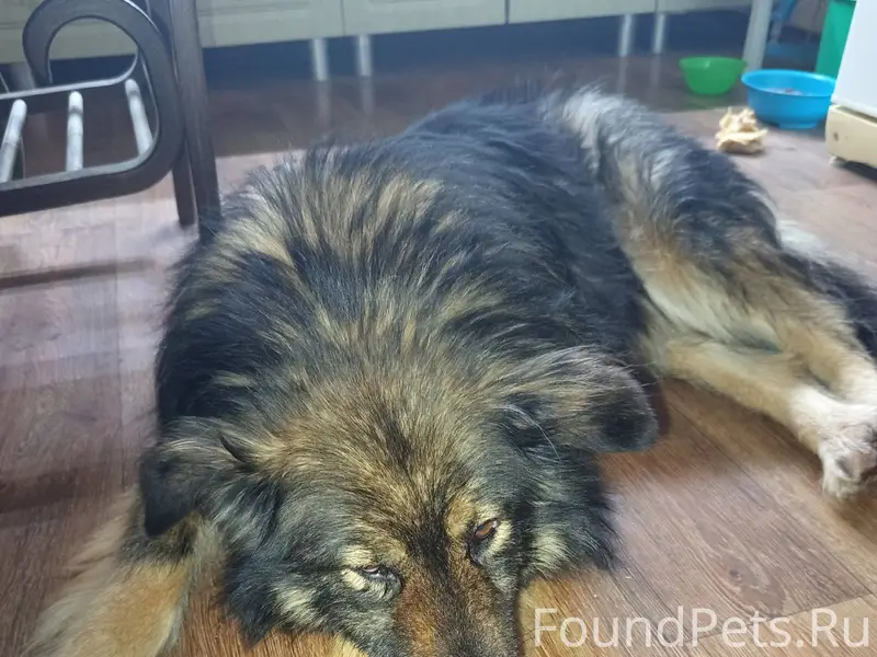 Найден пёс вчера вечером 30го ...