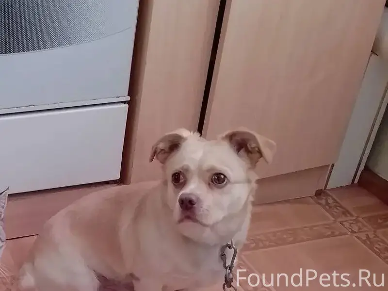 Потерялась собака , по кличке ...