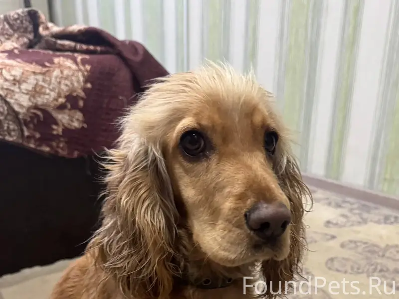 Была найдена собака в районе О...