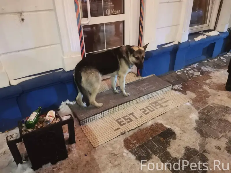 Пес мечется по богдана хмельни...