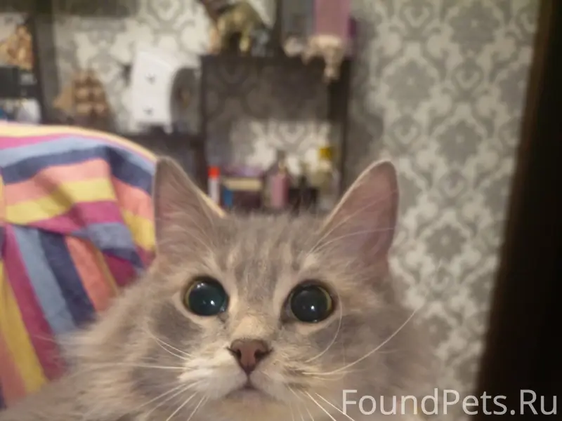 Найдена кошка. Шекснинский 20,...