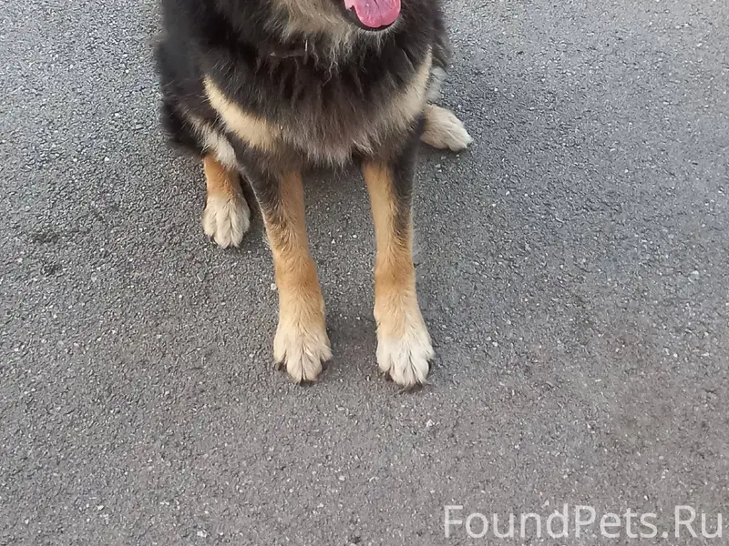 Пропала наша собака. В районе ...