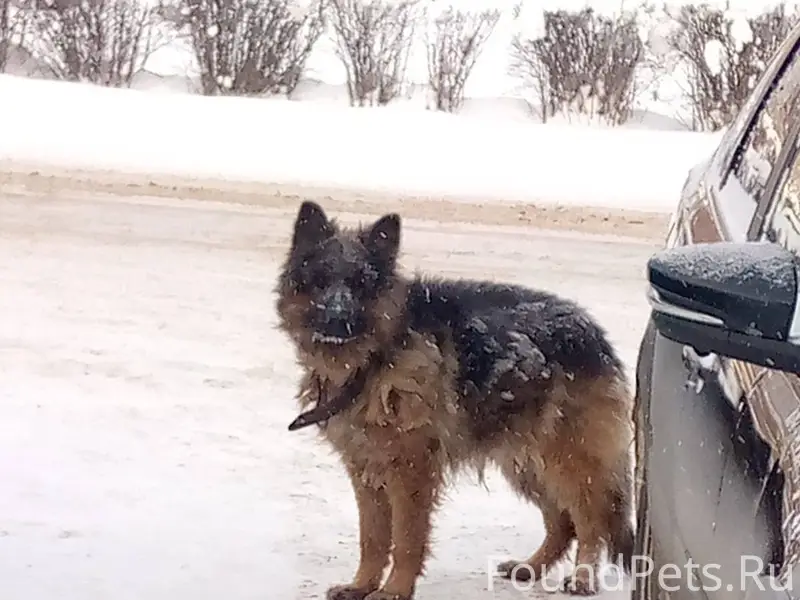 Чей пёс? Вроде, немецкая овчар...