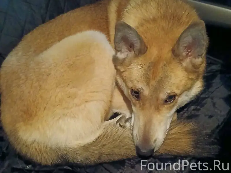 СРОЧНО ИЩЕМ ХОЗЯИНА! Найден 02...