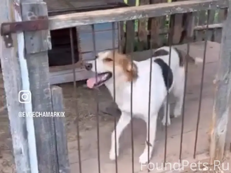 Пропала собака ,если кто то ви...