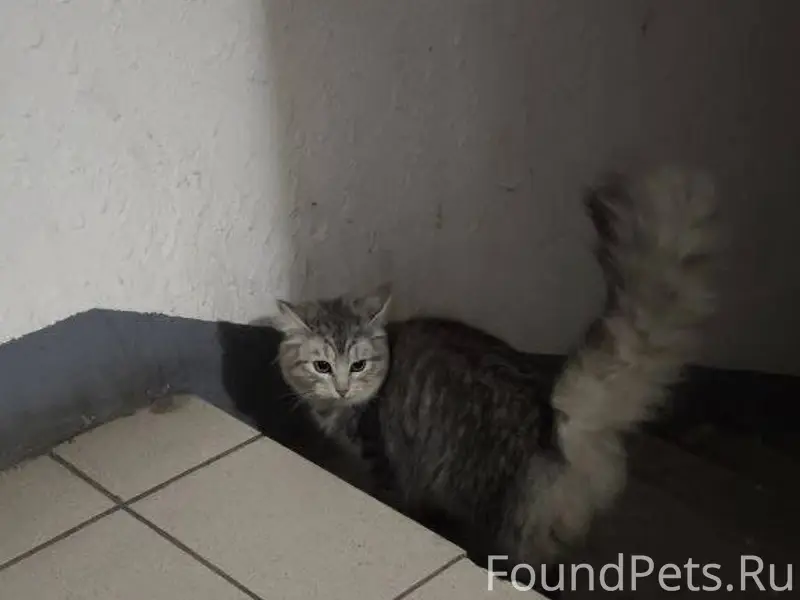 На крикковском 20 появилась та...