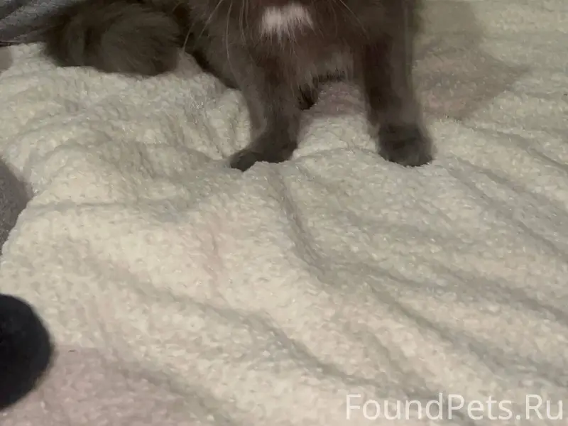 На красных зорь 14 найден кот....