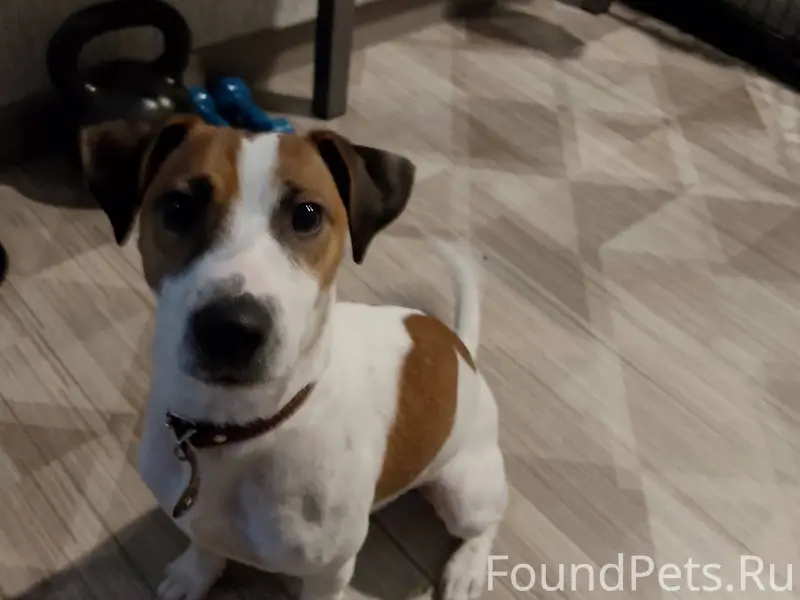 Пропал щенок по Кличке Джордан...